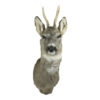 Trophy Buck Colored Natural 17x36x60cm 8716522028959 Mars & More