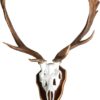 Skull Deer Red Natural 64x47x60cm 8716522029079 Mars & More